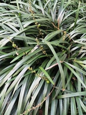 四合院之重生我为何大清 四合院之重生我为何大清